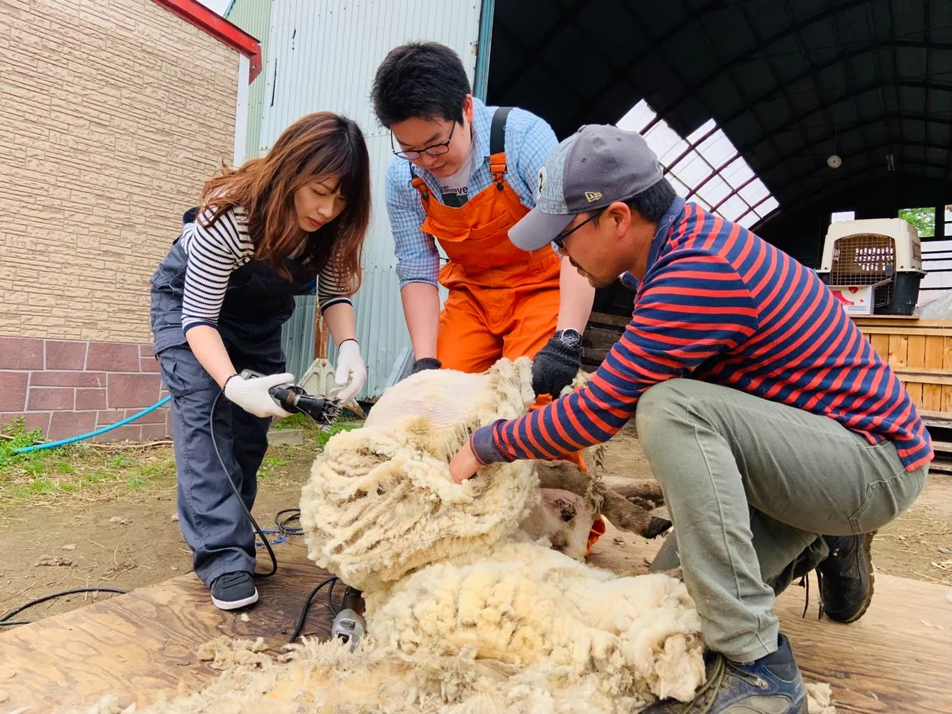 羊の毛刈り体験