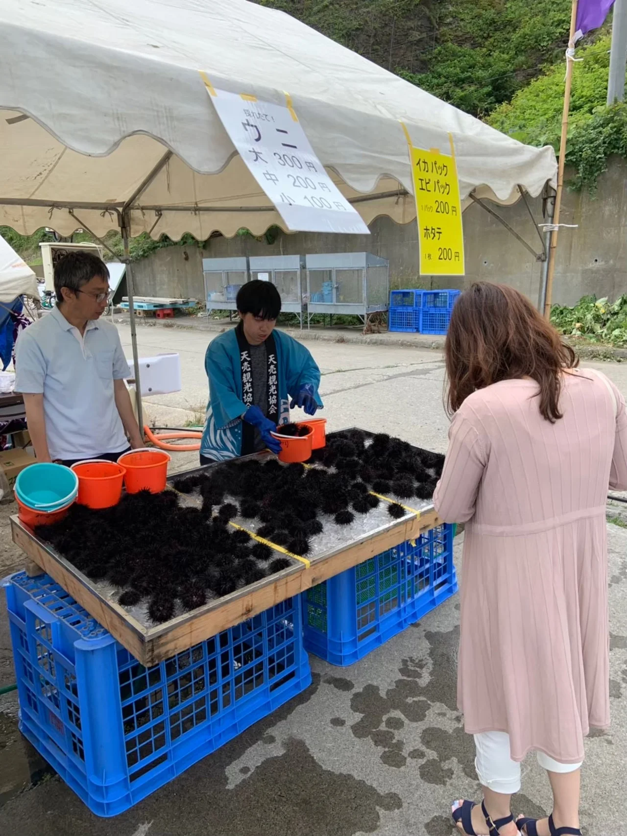 天売島ウニ祭りの選別台